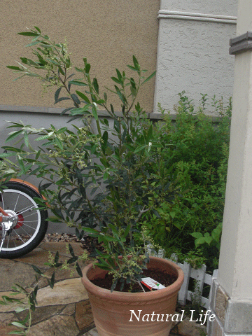b0162000_10473637.gif