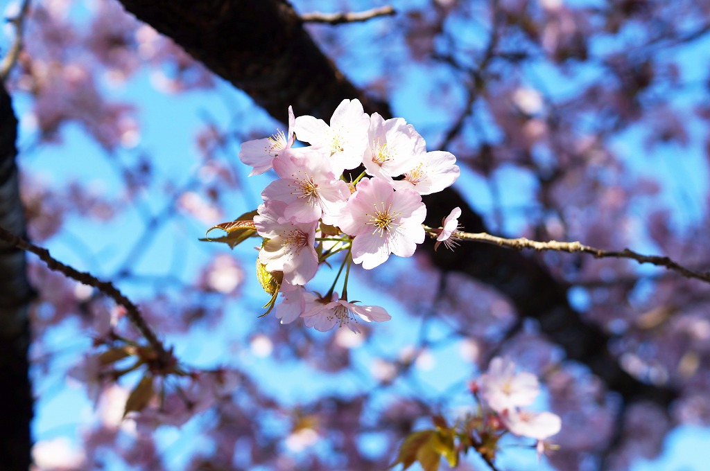 残りの桜_f0138305_2144690.jpg