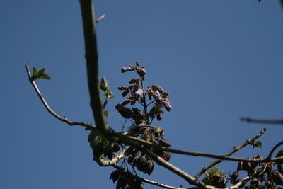 晴れ癖?_e0179508_10846.jpg