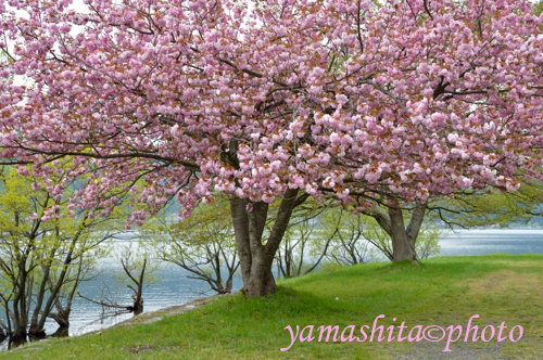 大型連休に訪れた余呉湖。八重桜と新緑が綺麗でした。_a0158609_5582167.jpg