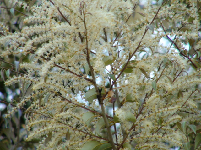 椎（しい）の木の雄花…2013・5・8_f0231709_2228296.jpg