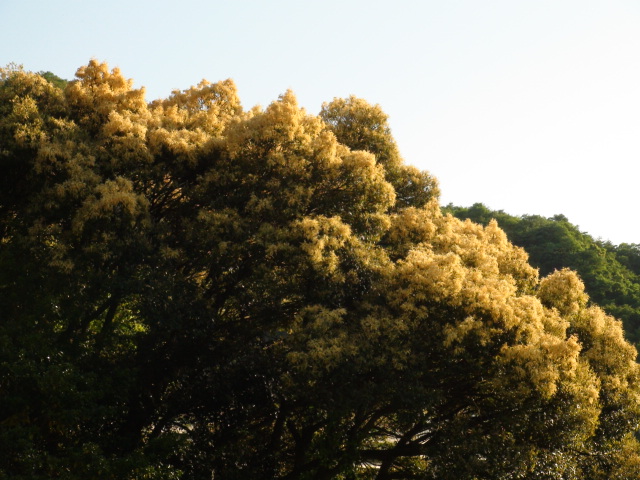 椎（しい）の木の雄花…2013・5・8_f0231709_22283286.jpg