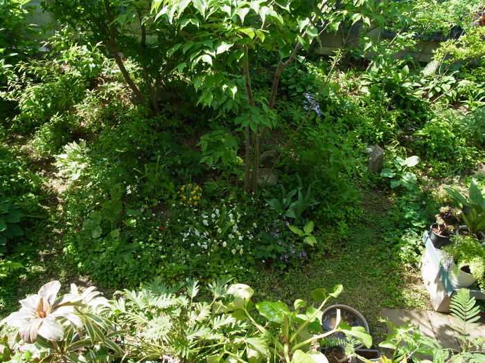 5月8日の庭_e0276411_10175615.jpg