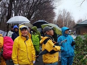 平成２５年５月６日（日）　野幌森林公園観察会」天候：曇り時々雨　参加：２０名_c0173813_2221496.jpg