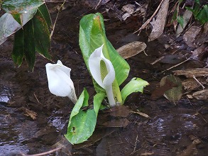 平成２５年５月６日（日）　野幌森林公園観察会」天候：曇り時々雨　参加：２０名_c0173813_22342819.jpg