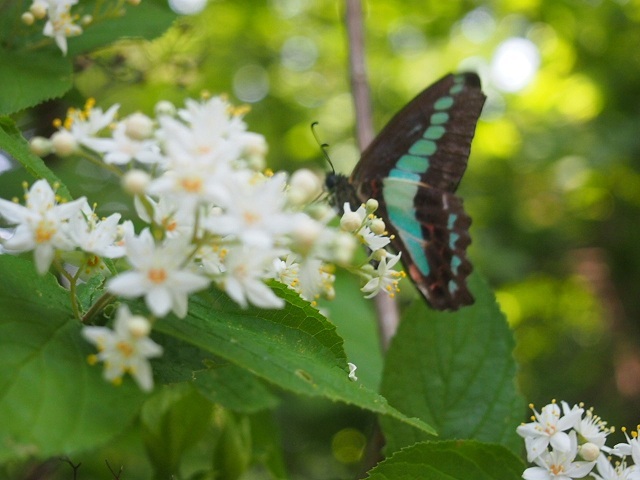 しろかねの森_b0007421_1217287.jpg