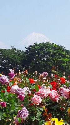 中央公園の薔薇_b0147522_1112815.jpg