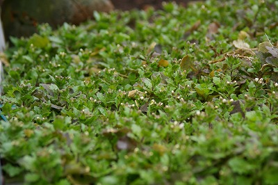f0170524_21513353.jpg