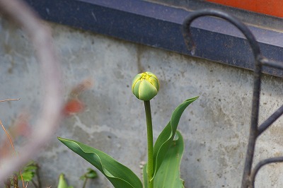 f0170524_21532324.jpg