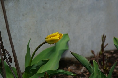 f0170524_21534564.jpg