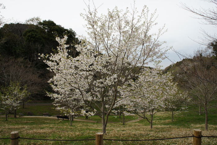 春の里山公園へ_f0193329_139769.jpg