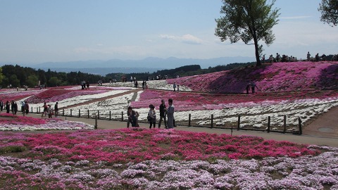 2013.05.04　箕郷芝桜公園_e0202031_22402975.jpg