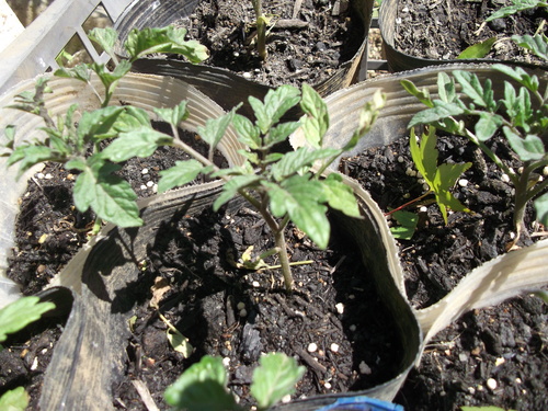 自家製苗が...植え付けです!_b0137932_19541372.jpg