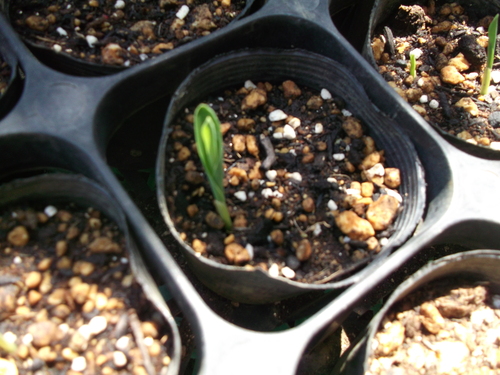 自家製苗が...植え付けです!_b0137932_200912.jpg