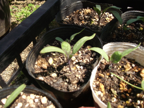 自家製苗が...植え付けです!_b0137932_201437.jpg