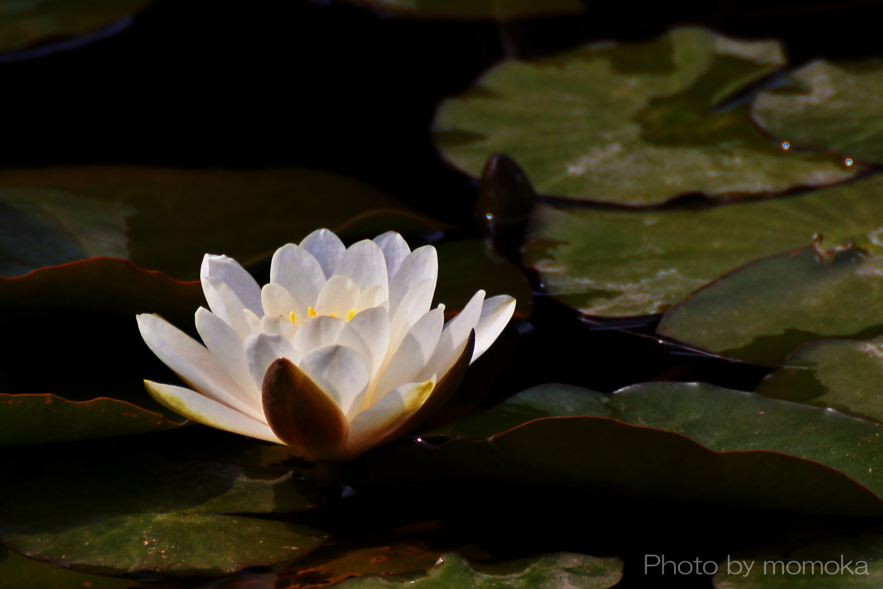 開店祝い 絵画風 壁紙ポスター スイレン ピンク 温帯スイレン ヒツジグサ 睡蓮 キャラクロ Fsrn 008w1 ワイド版 921mm 576mm 初回限定 Www Iacymperu Org