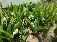 a0137240_16243267.jpg
