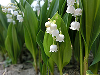 a0137240_16264161.jpg
