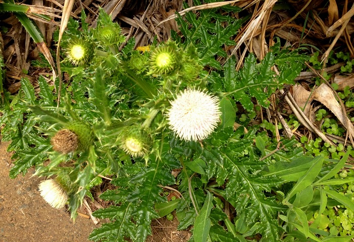 b0288942_1084512.jpg