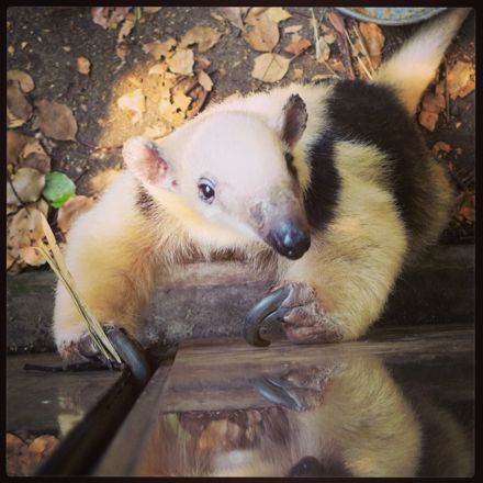 上野動物園で心ゆくまで人混みを堪能_c0060143_1235585.jpg