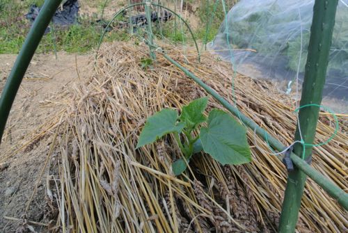 夏野菜定植!一息ついた_c0063348_2181074.jpg