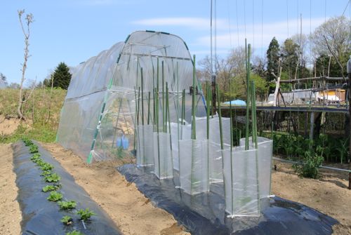 夏野菜定植!一息ついた_c0063348_2181429.jpg