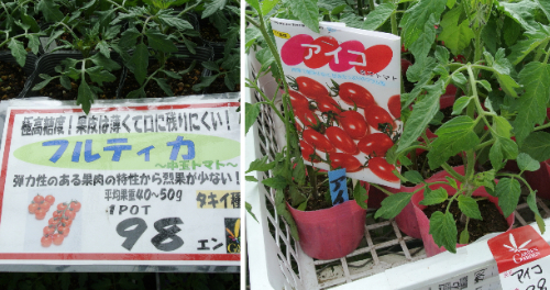 夏野菜定植!一息ついた_c0063348_2181629.jpg