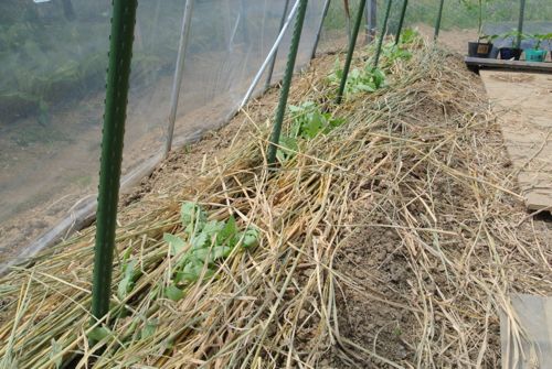 夏野菜定植!一息ついた_c0063348_2181773.jpg
