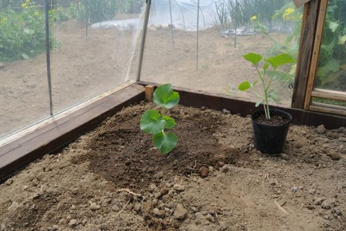 夏野菜定植!一息ついた_c0063348_2181920.jpg