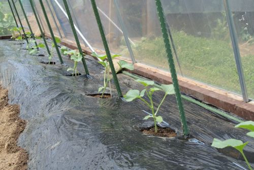 夏野菜定植!一息ついた_c0063348_218212.jpg