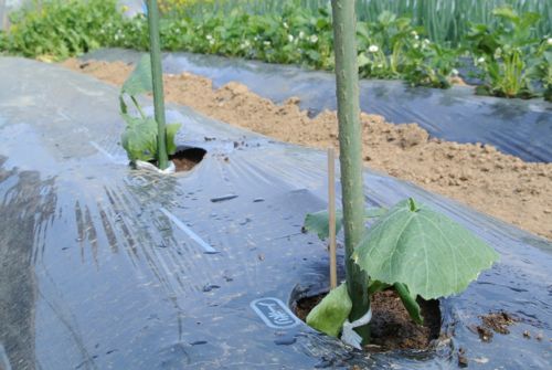 夏野菜定植!一息ついた_c0063348_218739.jpg