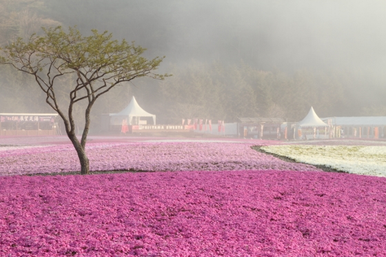 富士芝桜まつりへ_a0120949_6142457.jpg