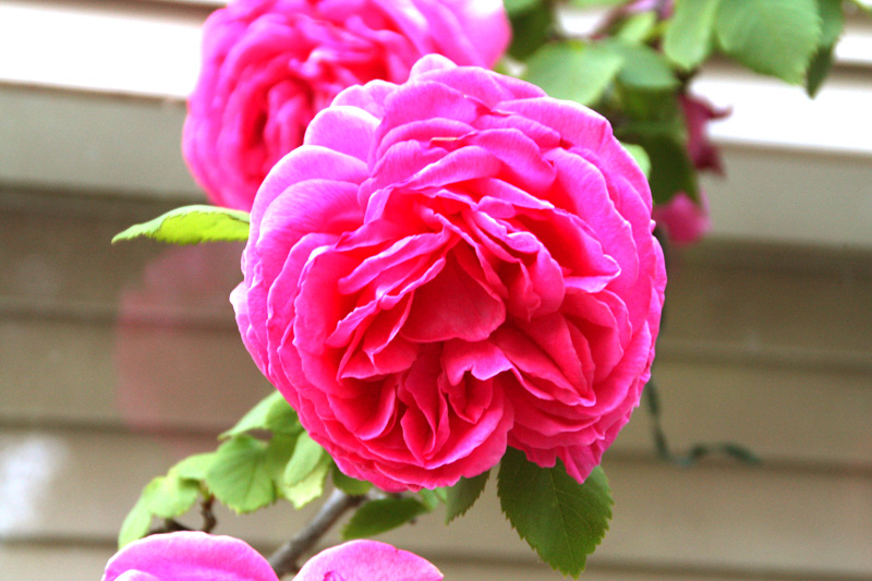 The rose of this year is special!_d0129249_21364667.jpg