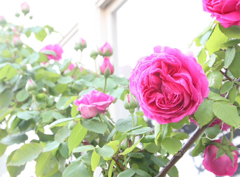 The rose of this year is special!_d0129249_21371215.jpg