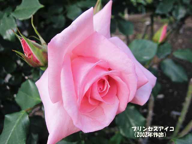 【5月2日に咲いていたバラ】_c0042960_14511584.jpg