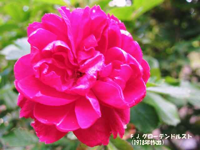 【5月2日に咲いていたバラ】_c0042960_1451538.jpg