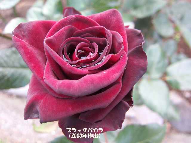 【5月2日に咲いていたバラ】_c0042960_14531641.jpg