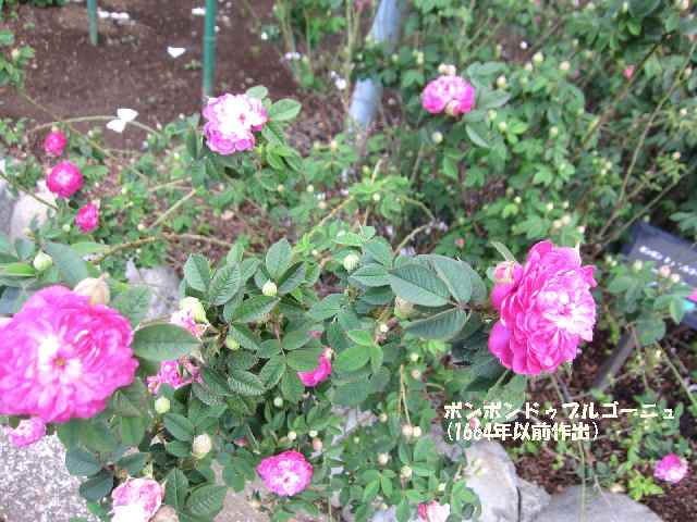【5月2日に咲いていたバラ】_c0042960_1454132.jpg