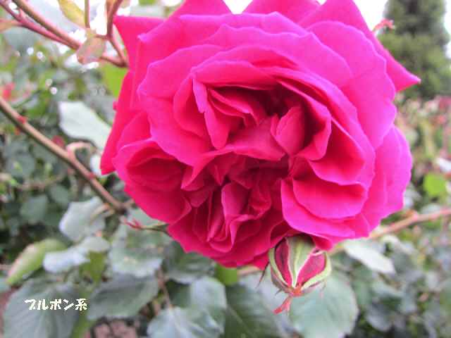 【5月2日に咲いていたバラ】_c0042960_1454162.jpg