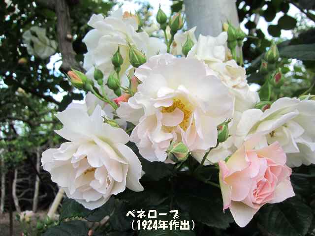 【5月2日に咲いていたバラ】_c0042960_14542728.jpg