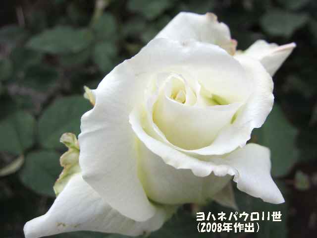 【5月2日に咲いていたバラ】_c0042960_14542777.jpg