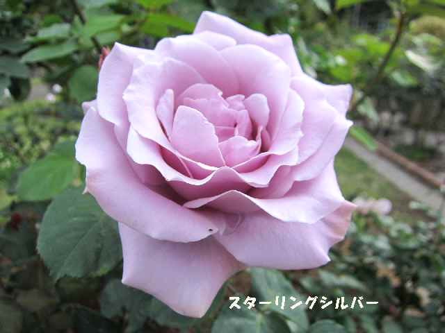 【5月2日に咲いていたバラ】_c0042960_14544369.jpg