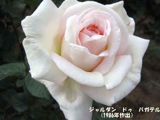 【5月2日に咲いていたバラ】_c0042960_14544419.jpg