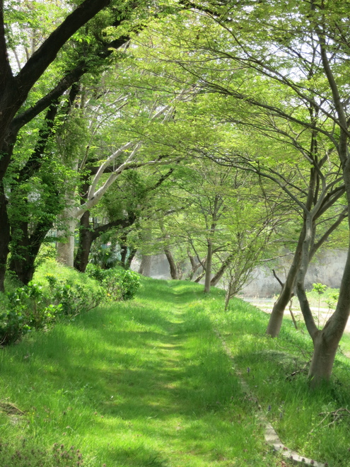 広瀬川〜、流れる岸辺〜♪ 思い出は帰らず〜♪_c0260460_1419445.jpg