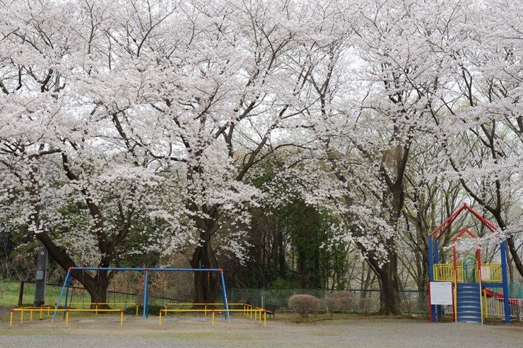 子供公園 ~桜~_f0222161_15315268.jpg