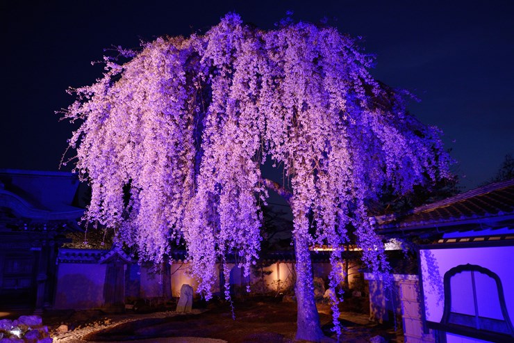 京都 高台寺 ~桜~_f0222161_954444.jpg