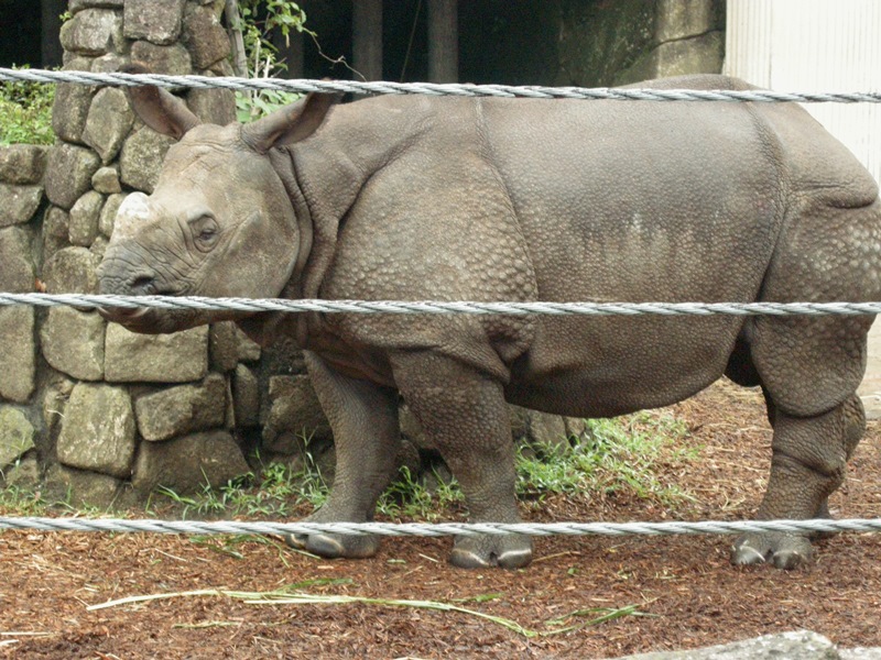 ●金沢動物園の ブンタくんとお母さん_e0266067_14431967.jpg