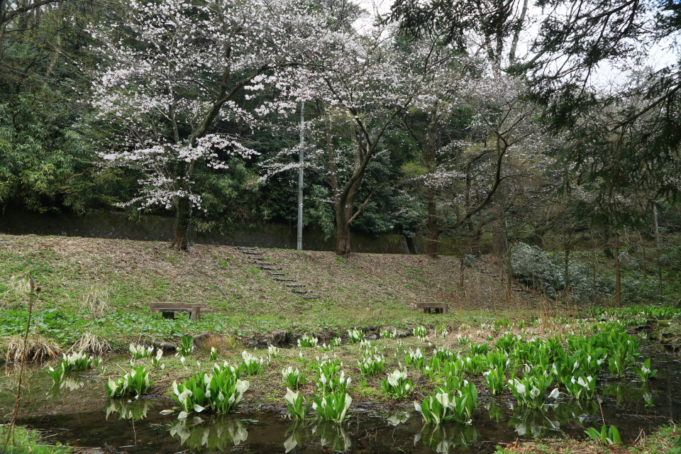 弥彦の桜_e0096372_5344099.jpg