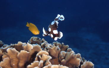 今年もチョウチョウコショウダイの幼魚健在です！_c0039073_19371593.jpg