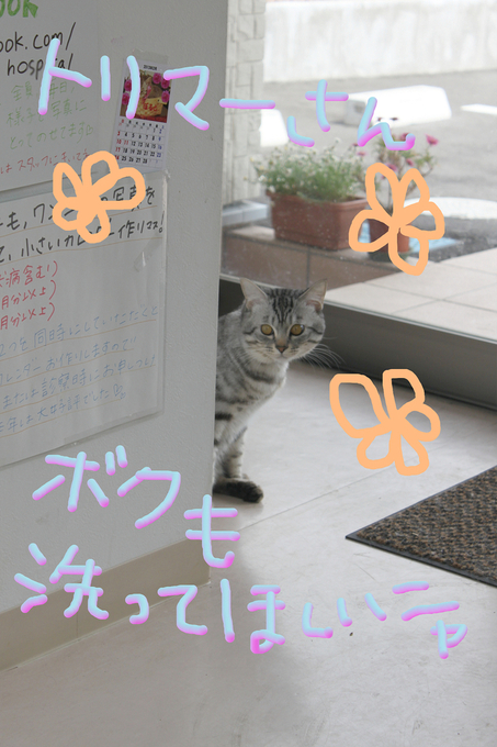 トリマーさん募集!!_c0245679_18303251.jpg
